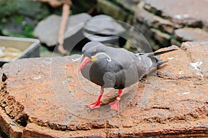 Closeup shot of the Inca larosterna bird perched on a rock in the zoo