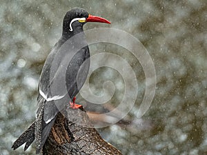 Closeup shot of an Inca Tern bird perched on a branch