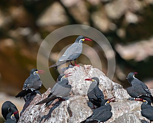 Closeup shot of Inca Terns (Larosterna inca). Ballestas Islands, Peru