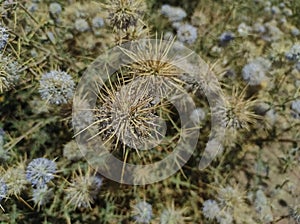 Closeup Shot Of Indian Globe Thistle Flowers Plant