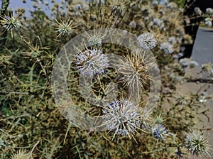 Closeup Shot Of Indian Globe Thistle Flowers Plant