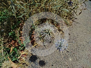 Closeup Shot Of Indian Globe Thistle Flowers Plant