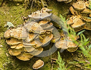 Closeup shot of Inonotus on the ground in a forest during daytime