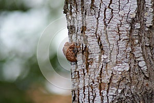 Closeup shot of an insect crawling a tree in Bonito, Brazil