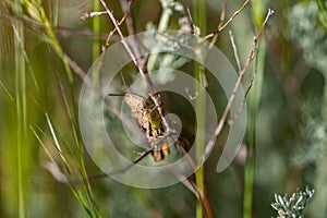 Closeup shot of an insect on the grass in the forest