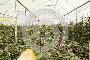 Closeup shot of the interior of the large industrial greenhouse with roses