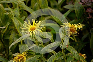 Closeup shot of inula flowers in nature