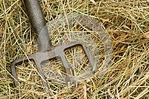 Closeup shot of an iron rake in the pile of dry grass