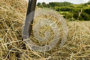 Closeup shot of an iron rake in the pile of dry grass