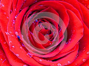 Closeup shot of an isolated Vivid red rose background. Beautiful bright red flower pattern covered with shining brilliant water.