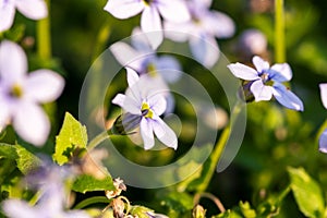 Closeup shot of the Isotoma fluviatilis flowers in the garden under sunlight