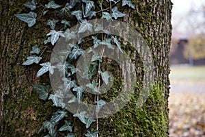 Closeup shot of ivy plants crawling on a tree trunk