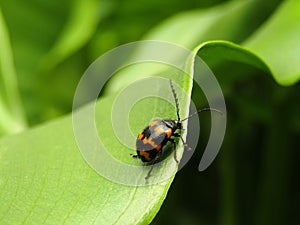 Closeup shot of the Japanese knotweed leaf beetle (Gallerucida bifasciata) resting on the green leaf