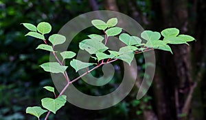 Closeup shot of the Japanese knotweed, reynoutria japonica growing in the garden