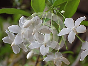 Closeup shot of a Jasmine flower with snow-white subtle petals in the garden