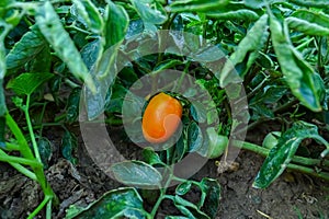 Closeup shot of juicy tomatoes on plant