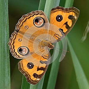 Closeup shot of Junonia almana, the peacock pansy butterfly.