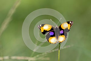 Closeup shot of a Junonia hierta with a blurred background