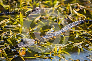 Closeup shot of a juvenile American alligator (Alligator mississippiensis) swimming in water