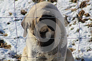 Closeup shot of Kangal dog sitting with head down behind wire fences in winter