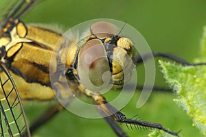 Closeup shot of a keeled skimmer perched on green leaves