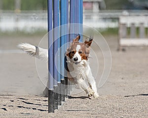 Closeup shot of a Kooikerhondje dog doing slalom on dog agility course