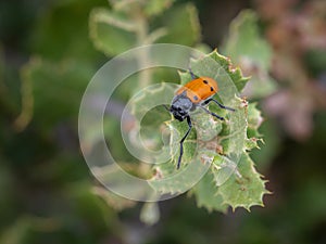 Closeup shot of Lachnaia sexpunctata on a green plant