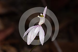 Closeup shot of a lady finger orchid (Caladenia catenata)