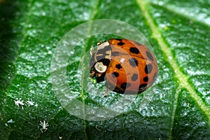 Closeup shot of a ladybird sitting on the surface of a leaf