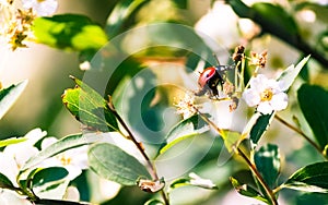 Closeup shot of a ladybug on a cherry blossom tree flower