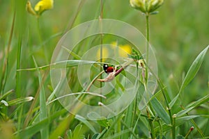 Closeup shot of a ladybug sitting on a green grass with blurry background