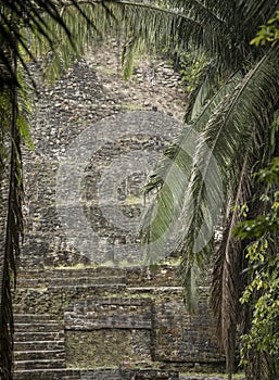 Closeup shot of the Lamanai temple in Belize, framed by palm trees photo