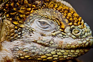 Closeup shot of a land iguana in the Galapagos