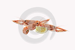 Closeup shot of langoustine with lemon on white background