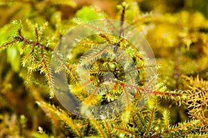 Closeup shot of lanky mosses growing in the garden in Vancouver, Canada