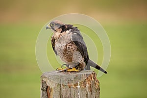 Closeup shot of a Lanner falcon with banded legs perched on a trunk on an isolated background