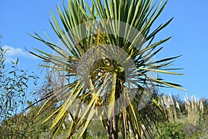 Closeup shot of large flax (harakeke) plant