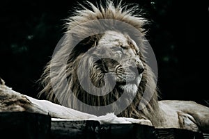 Closeup shot of a large lion lying with closed eyes - wildlife, predator, mammal concept