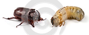 Closeup shot of larva of a rhinoceros beetle Oryctes nasicornis and  male rhinoceros beetle Oryctes nasicornis
