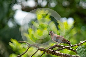 a closeup shot of a laughing dove (Spilopelia senegalensis)