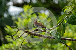 a closeup shot of a laughing dove (Spilopelia senegalensis)