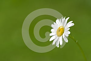 A Closeup Shot of a Lawn Daisy Flower