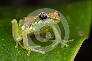 Closeup shot of a Leaf Frog in Andasibe, Madagascar
