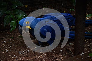 Closeup shot of a Lear's macaw perched on the ground