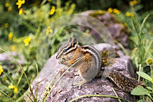 Closeup shot of a least chipmunk (Neotamias minimus) eating grass on the rock photo