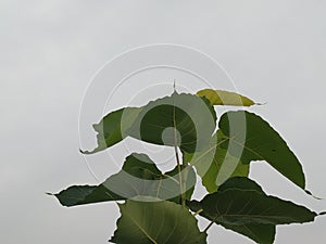 closeup shot of leaves of sacred fig photo