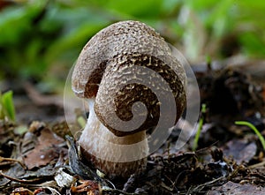 Closeup shot of leccinum pseudoscabrum on the ground