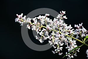 Closeup shot of the lemon beebrush flowering plant isolated on a black background