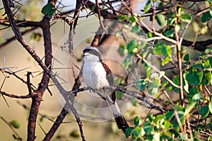 Closeup shot of a lesser grey shrike bird on a tree branch