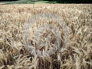 Closeup shot of light fields of barley